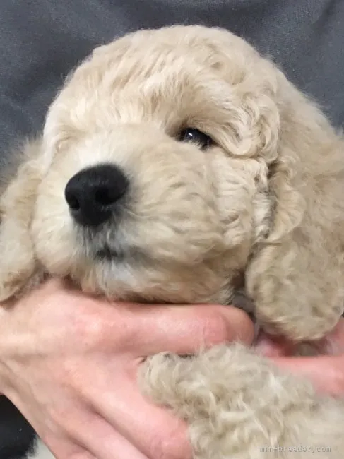 ID：2111-00918の子犬