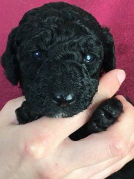 ミディアムプードル【岩手県・女の子・2020年5月7日・ブラック】の写真「次女ちゃんです^ ^」