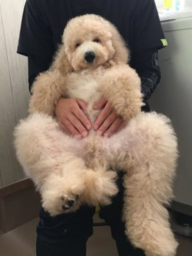 ミディアムプードル【岩手県・男の子・2021年4月22日・クリーム】の写真「長男くんです^ ^」