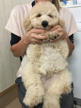 ミディアムプードル【岩手県・男の子・2021年5月20日・クリーム】の写真「長男くんです♪」