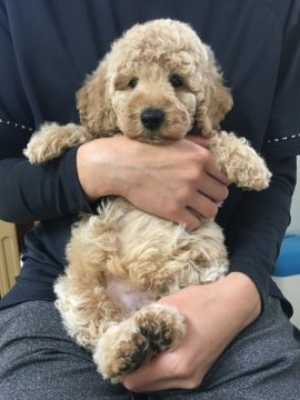 ミディアムプードル【岩手県・男の子・2020年7月11日・クリーム】の写真「次男くんです^ ^」