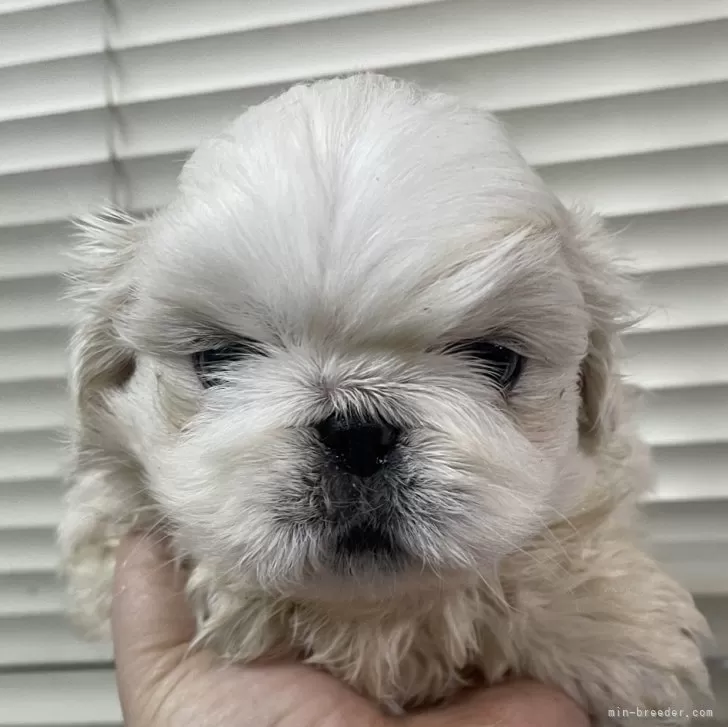 ID：2412-00539の子犬