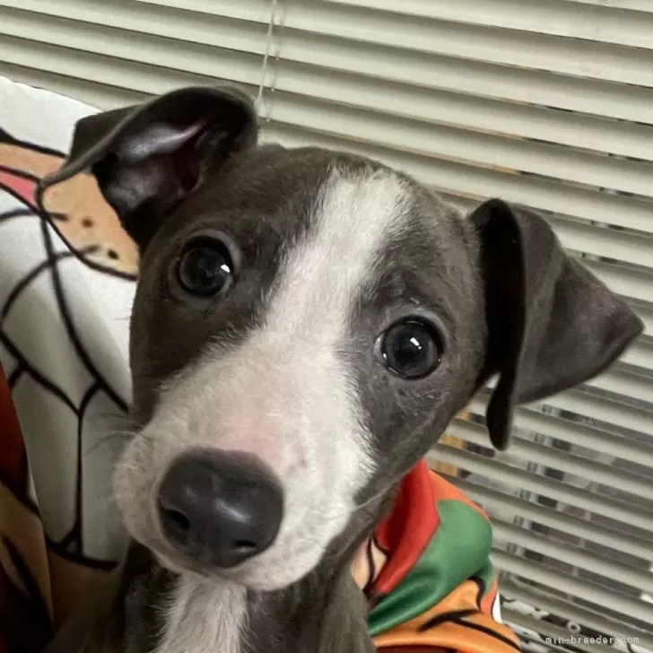 ID:2501-01839の子犬