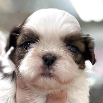 シーズー【岐阜県・女の子・2025年4月13日・ゴールド&ホワイト】の写真「可愛い女の子」