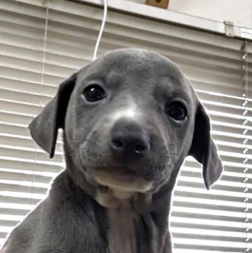 イタリアングレーハウンド【岐阜県・女の子・2025年4月12日・プルー&ホワイト】の写真「可愛い女の子」