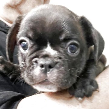 フレンチブルドッグ【岐阜県・女の子・2025年8月3日・ブリンドル】の写真「ブリンドルの可愛い女の子、紅一匹」