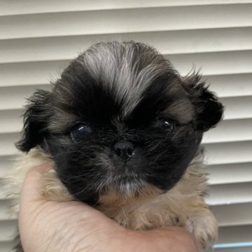 ペキニーズ【岐阜県・女の子・2024年10月20日・フォーン&ホワイト】の写真「フォーン＆ホワイト」