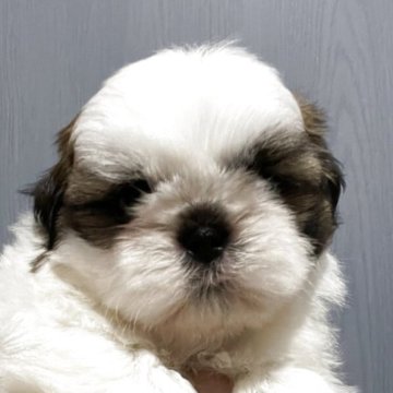 シーズー【岐阜県・男の子・2025年6月20日・ホワイト&ゴールド】の写真「可愛い男の子」