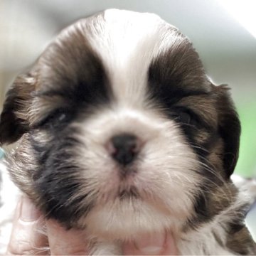 シーズー【岐阜県・女の子・2025年4月13日・ゴールド&ホワイト】の写真「可愛い女の子」