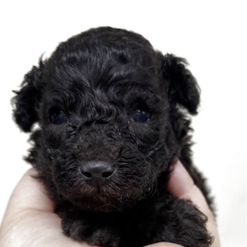 トイプードル(トイ)【岐阜県・男の子・2025年4月13日・シルバー】の写真「可愛い男の子」