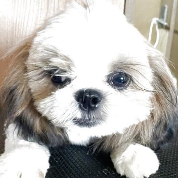 シーズー【岐阜県・男の子・2025年4月19日・ホワイト&ゴールド】の写真「可愛い男の子」