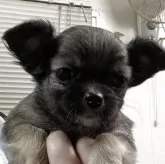 チワワ(ロング)