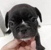 フレンチブルドッグ