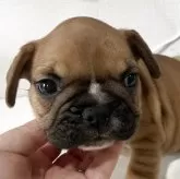フレンチブルドッグ