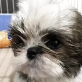 シーズー