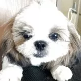 シーズー