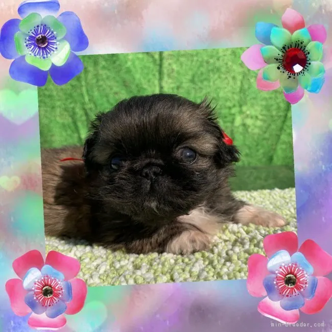 ID：1903-00184の子犬