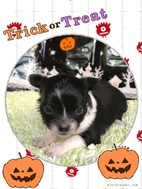 ID：1810-02173の子犬