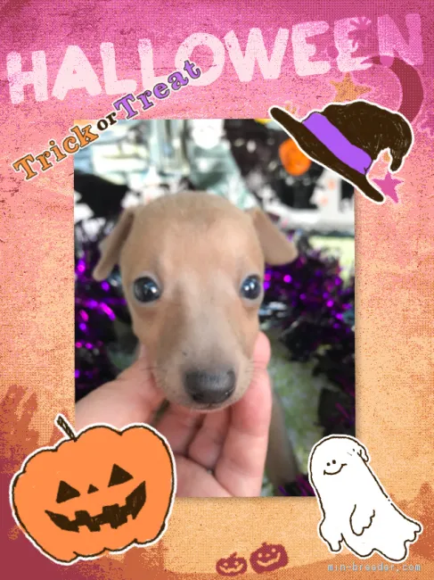 もと 様のお迎えした子犬