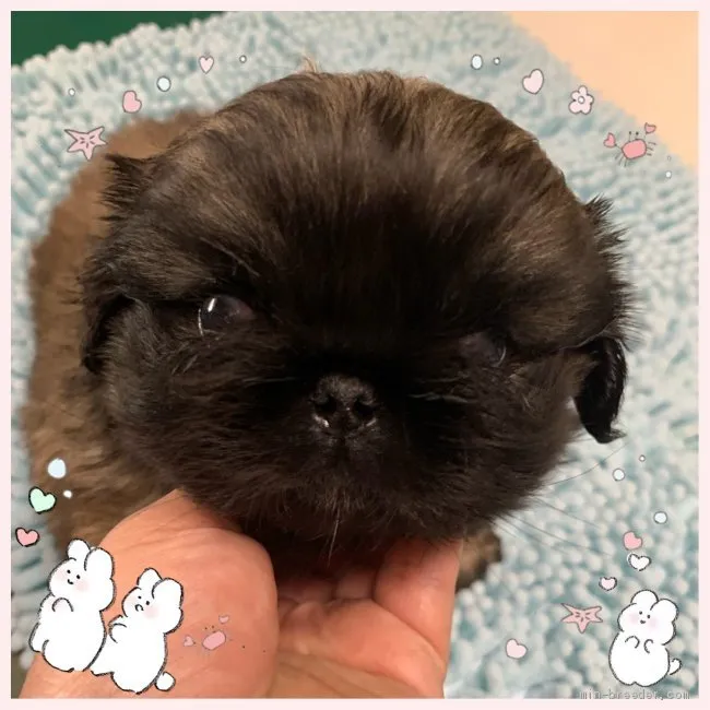 ID：2106-02769の子犬