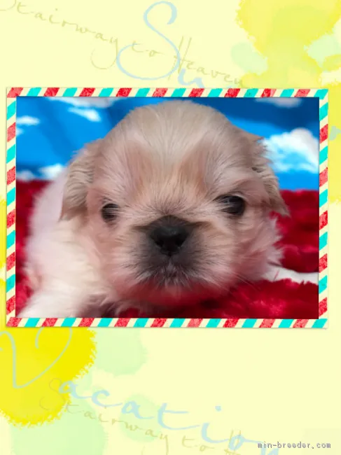 ID:1804-00364の子犬