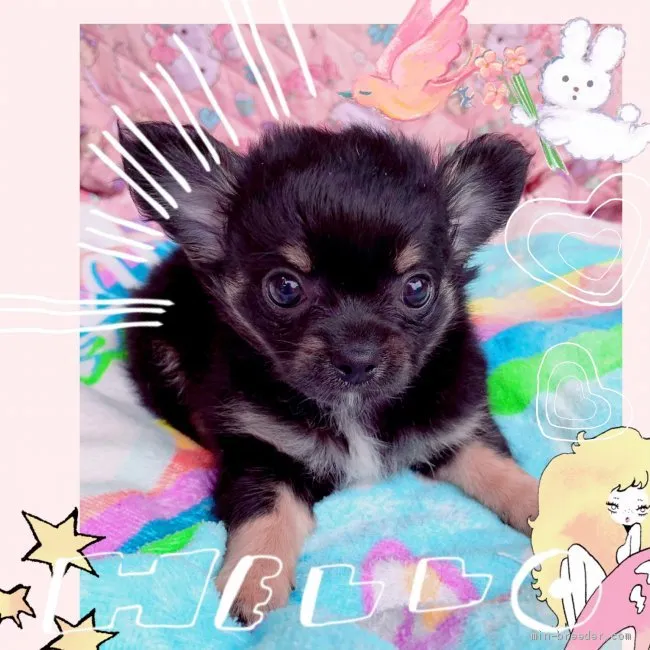 ID：1906-02333の子犬