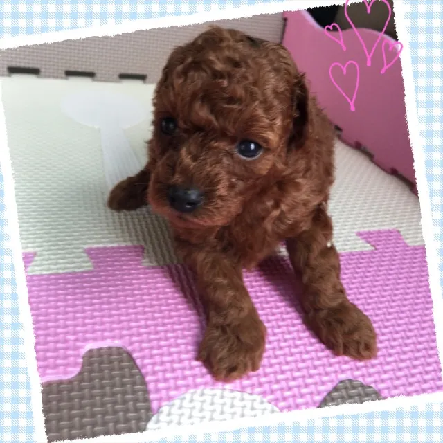 ID:1606-01796の子犬