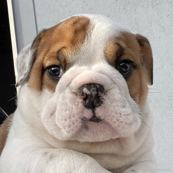ID:2303-04063の子犬