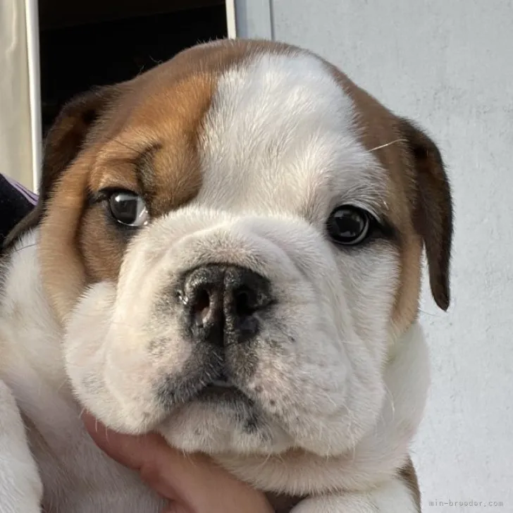 ID:2303-04065の子犬