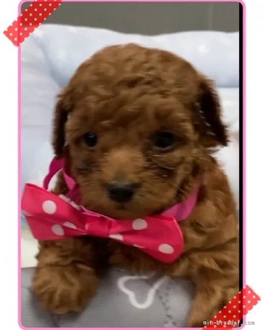 ID：2205-01326の子犬