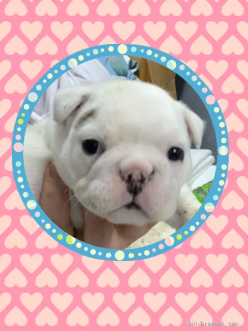ID:2104-02084の子犬