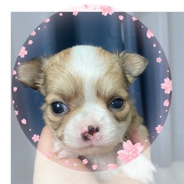 チワワ(ロング)【岐阜県・女の子・2024年3月10日・レッド&ホワイト】の写真「兄弟唯一の女の子」