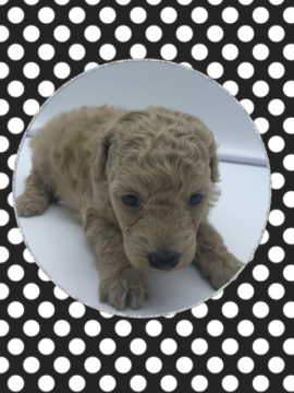 トイプードル(トイ)【岐阜県・男の子・2020年5月11日・アプリコット】の写真「男の子です。」