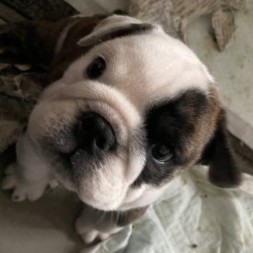 ブルドッグ【岐阜県・男の子・2024年3月3日・ブリンドル&ホワイト】の写真「チャンピオン直子」