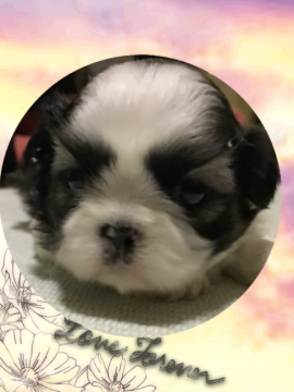 シーズー【岐阜県・女の子・2018年2月12日・ホワイト&ゴールド】の写真「かわいい女の子」