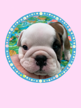 ブルドッグ【岐阜県・女の子・2020年8月16日・レッド&ホワイト】の写真「女の子です♪」