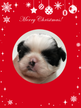 シーズー【岐阜県・男の子・2016年11月1日・ゴールド&ホワイト】の写真「両親ともにチャンピオン直子」