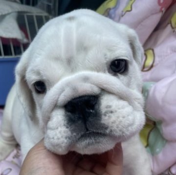 ブルドッグ【岐阜県・男の子・2023年8月13日・ホワイト&ブリンドル】の写真「パパ似？！」