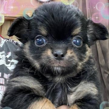 チワワ(ロング)【岐阜県・男の子・2022年5月6日・ブラッククリーム&タン】の写真「男の子」