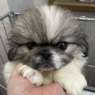 ペキニーズ【岐阜県・女の子・2024年3月3日・フォーン&ホワイト】の写真「かわいい女の子」