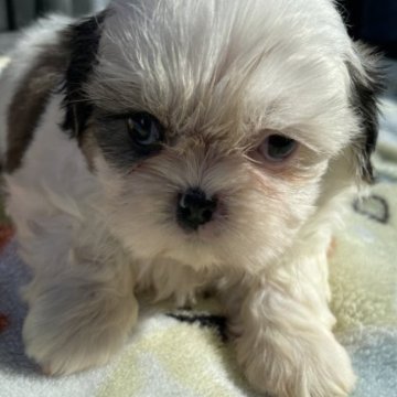 シーズー【岐阜県・女の子・2022年12月18日・ゴールド&ホワイト】の写真「愛らしい子」