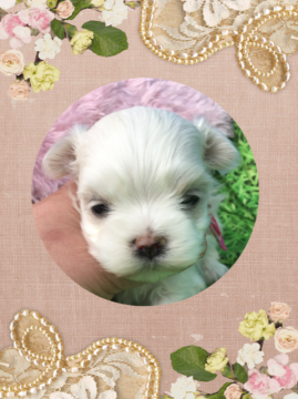 マルチーズ【岐阜県・女の子・2017年10月17日・ホワイト】の写真「姉弟で一番小さい子」