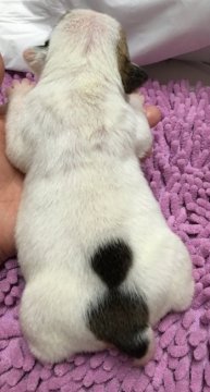 ブルドッグ【岐阜県・男の子・2016年2月15日・ホワイト&レッド】の写真「しっぽ近くのレッドがチャームポイント！」