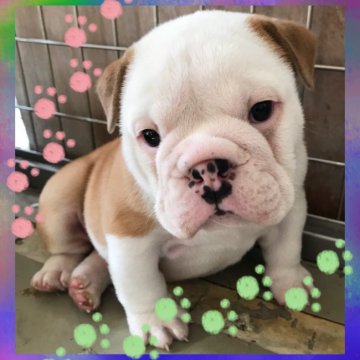 ブルドッグ【岐阜県・男の子・2018年3月9日・レッド&ホワイト】の写真「1匹子」