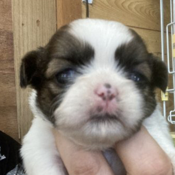 シーズー【岐阜県・女の子・2022年5月2日・ゴールド&ホワイト】の写真「可愛い女の子姉妹達」