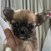 チワワ(ロング)【岐阜県・女の子・2024年3月31日・レッド】の写真5