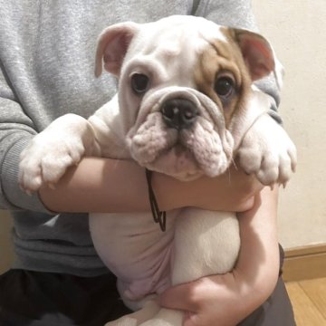 ブルドッグ【奈良県・男の子・2025年3月14日・レッド&ホワイト】の写真「成長が楽しみな子。父犬は、JKCチャンピオン。」