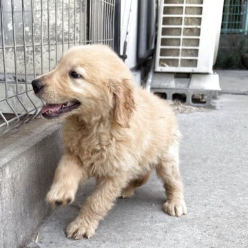 ゴールデンレトリバー【奈良県・女の子・2025年6月5日・ゴールド】の写真「可愛い顔の女の子」