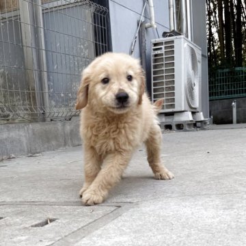 ゴールデンレトリバー【奈良県・女の子・2025年6月5日・ゴールドカラー】の写真「優しい顔の女の子」