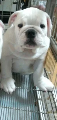 ID:1309-01022の子犬